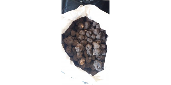 İranlı yolcuların valizlerinden 83 kilo trüf mantarı çıktı
