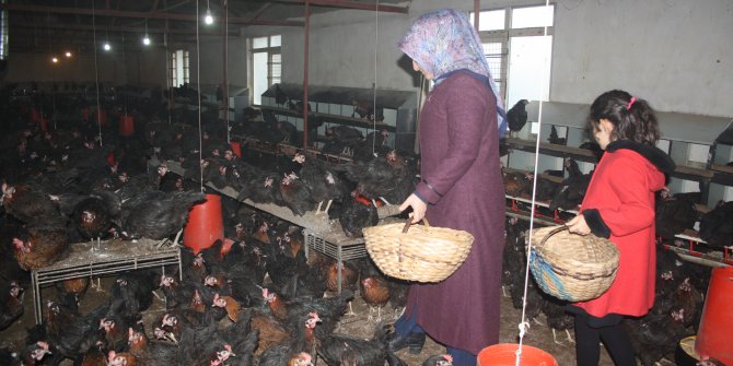 Kızı için yumurta üretmeye başladı, 8 yılda 10 bin tavuklu çiftlik kurdu