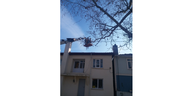 Tekirdağ’da anıt ağaçlara bakım