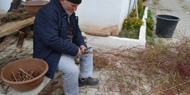 Artvin’de orman köylüsü için 27 bin gelir getirici fidan