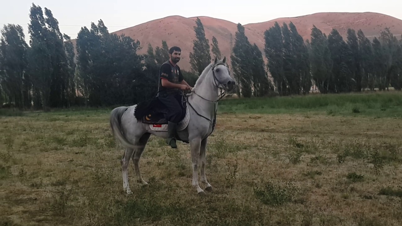 Rüyada Arap Atına Binmek tabiri Ne Anlama Gelir, Ne Demek? İşte Rüyada Arap Atına Binmek tabiri Tabiri