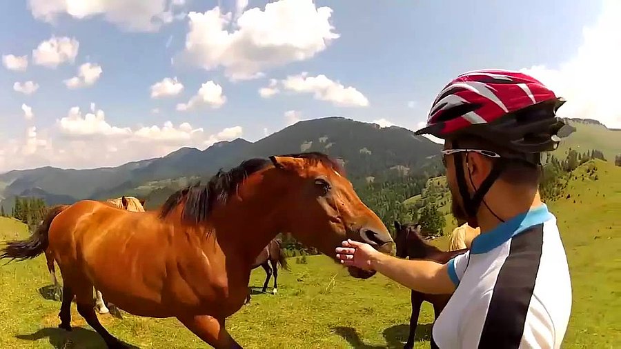 Rüyada At Isırması / Rüyada At Kuyruğu Görmek Tabiri