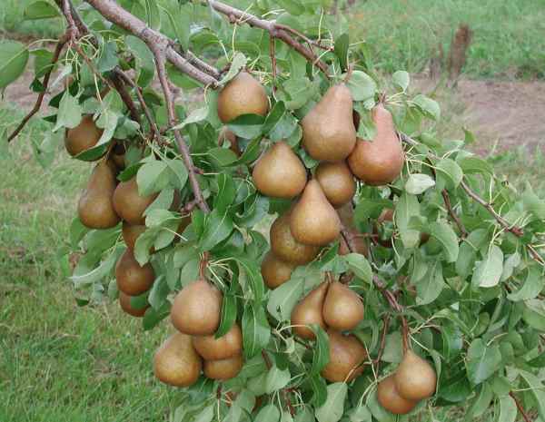Rüyada Bıyık Kesmek, Bıyık Görmek Tabirleri