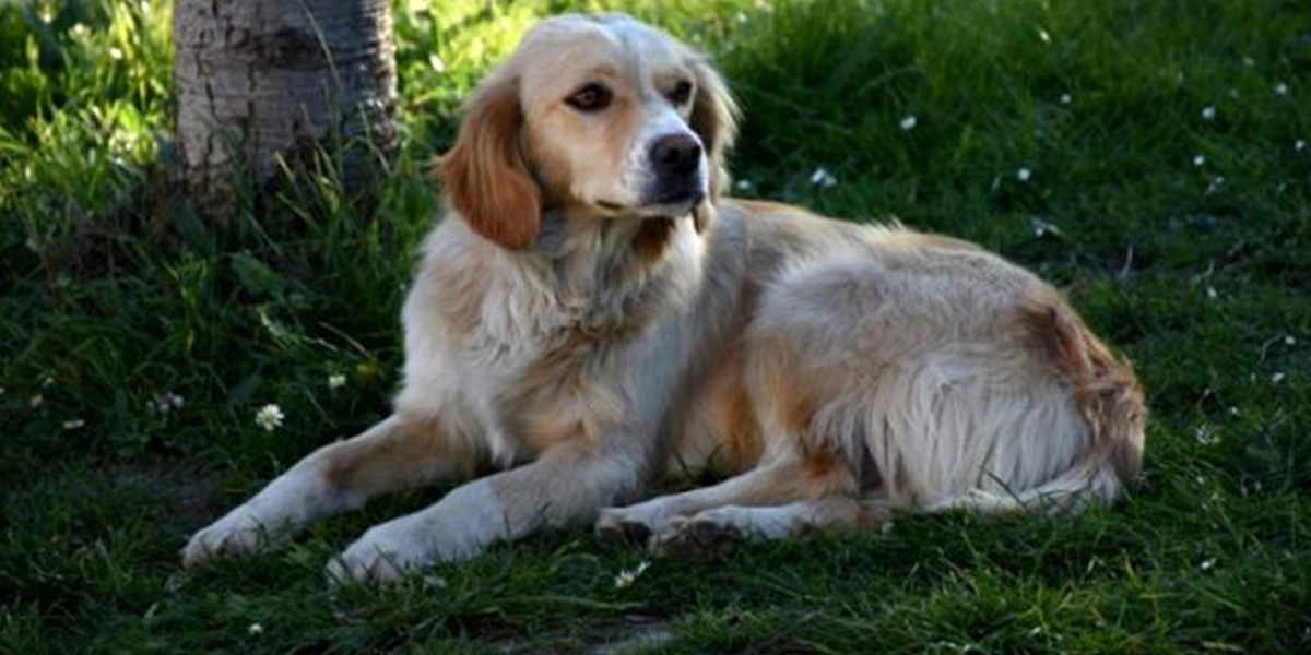 Sevimli köpek, tedaviye alınan sahibini günlerdir hastane bahçesinde bekliyor!