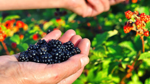 Rüyada Böğürtlen Yemek