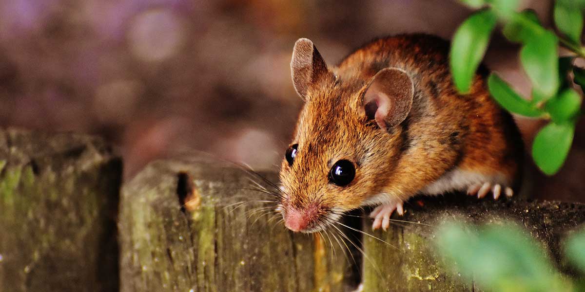 Rüyada Büyük Fare Görmek Ne Anlama Gelir, Ne Demek? İşte Rüyada Büyük Fare Görmek Tabiri