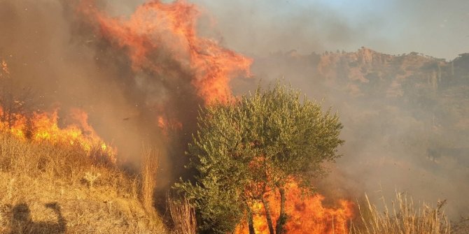 Aydın'ın Nazilli ilçesinde zeytin bahçelerinde çıkan yangın 4 saatte kontrol altına alınabildi