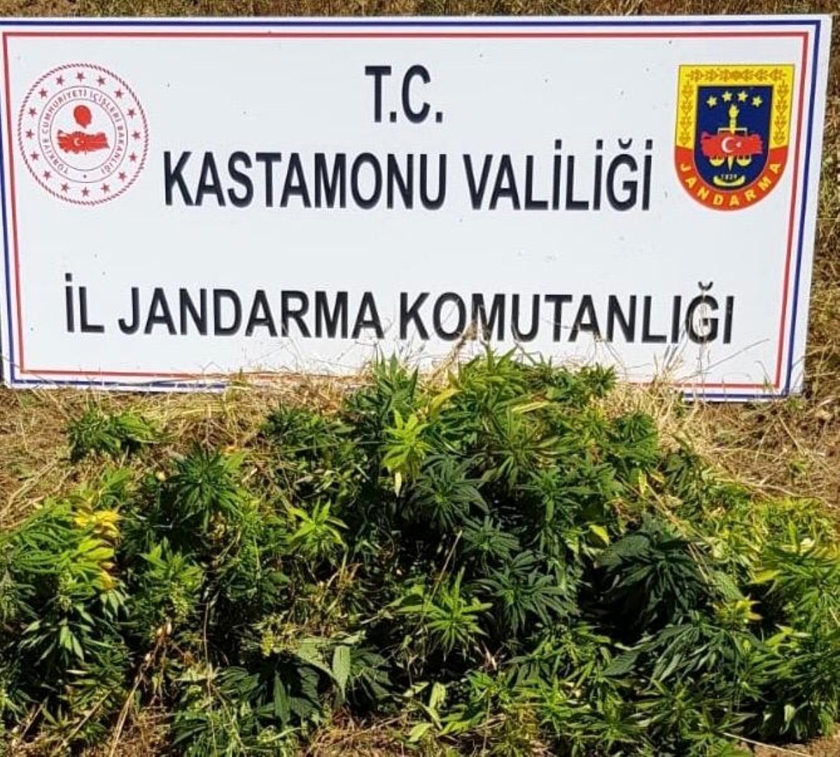 Kastamonu'da kenevir operasyonu: 1 kişi gözaltına alındı