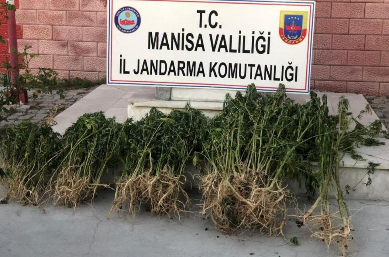 Manisa'da düzenlenen uyuşturucu operasyonunda 8 bin kök kenevir ele geçirildi