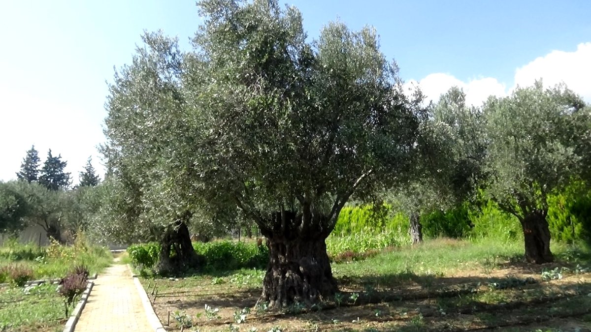 Yahudi yerleşimcilerden Filistinli çiftçilere saldırı