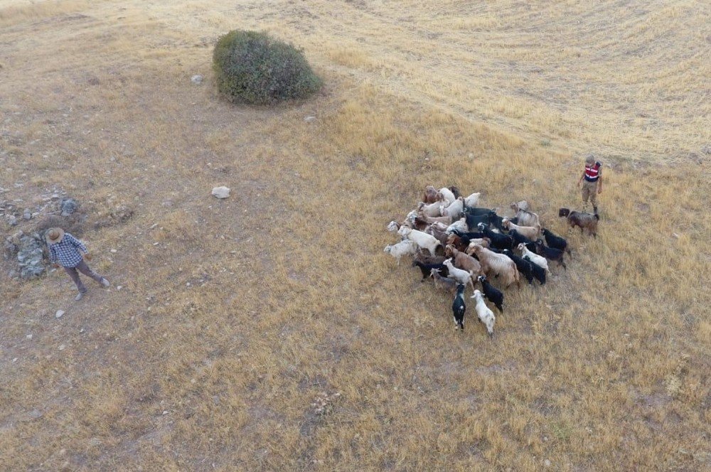 Elazığ'da 43 hayvan drone ile bulundu