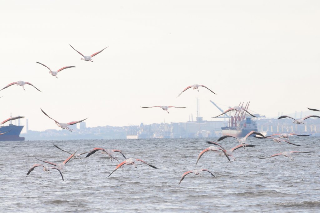 İzmit Körfezi'nde flamingoların dansı