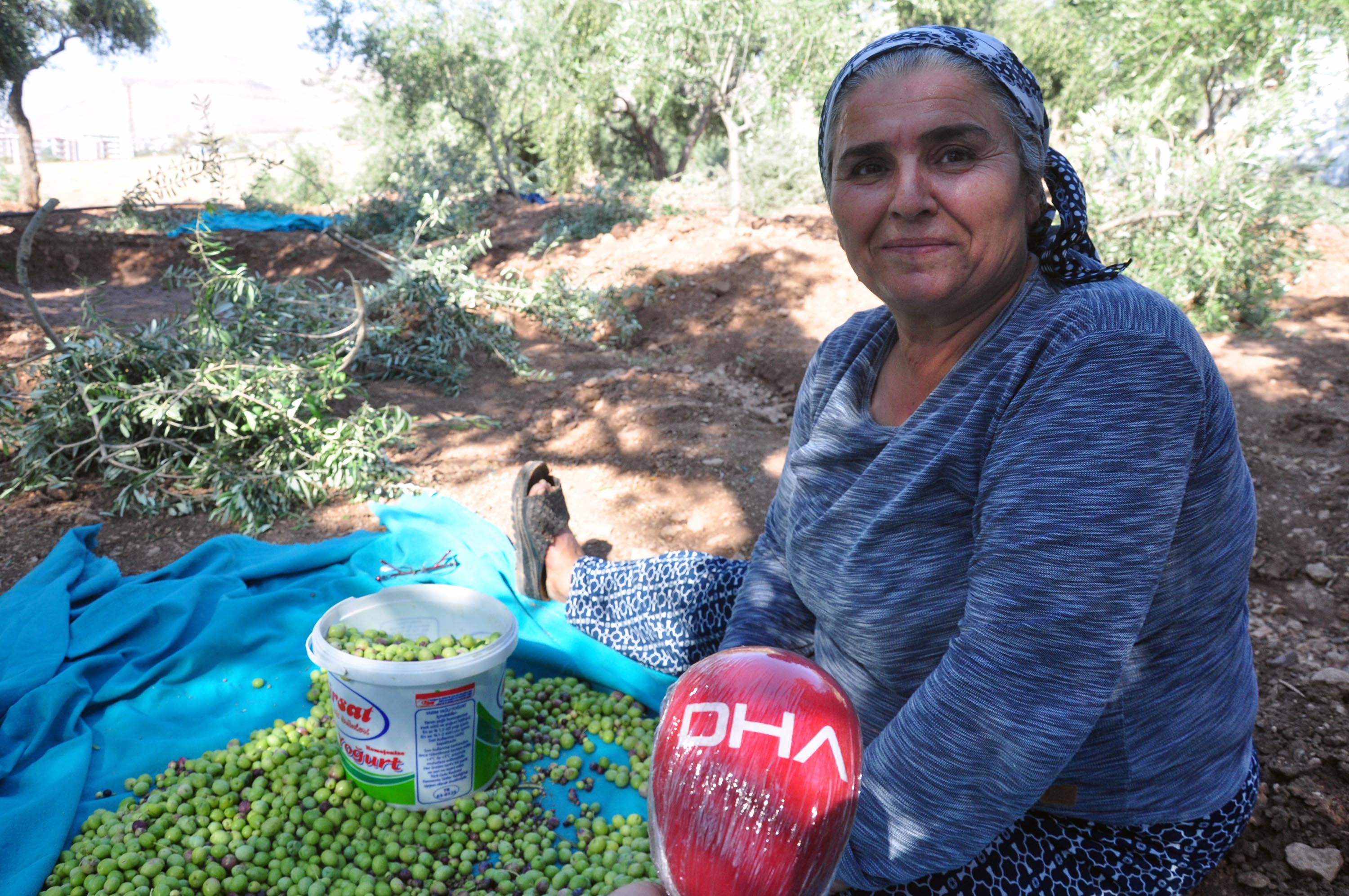 Ödüllü zeytin hasadına Derik'te başlandı