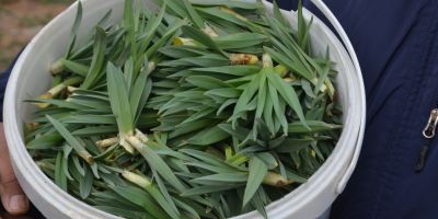 Muş'ta Çiriş otu vatandaşın geçim kaynağı oldu