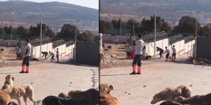 Konya'da barınaktaki köpeğe şiddet uygulamışlardı! O canilerin ifadeleri ortaya çıktı!