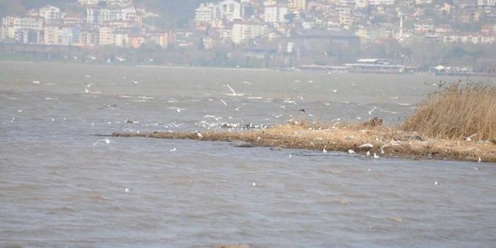 İzmit Körfezi'nde denizin rengi, görenleri korkutuyor!