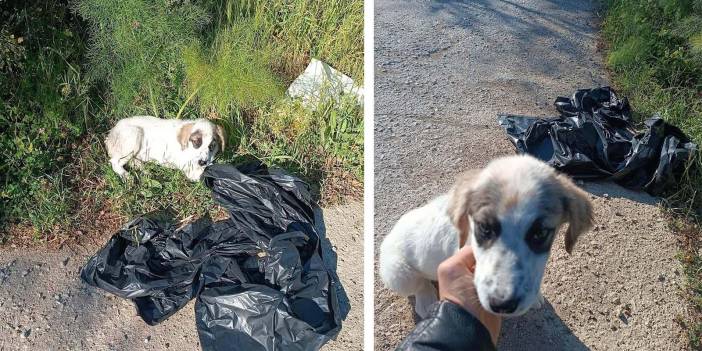 Muğla'da korkunç olay! 3 poşete sıkıca bağlanmış bir köpek bulundu!