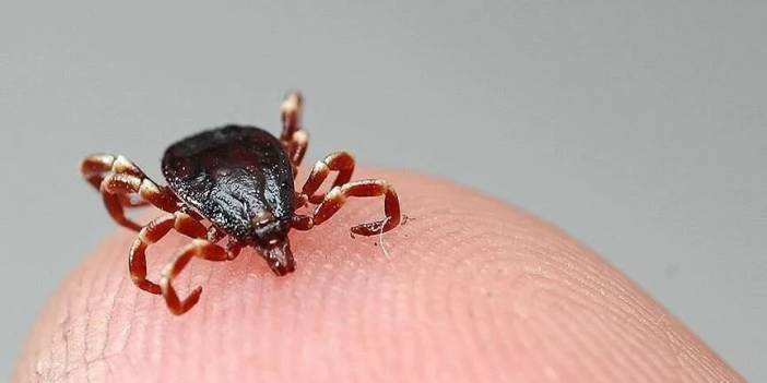 Yaz geldi KKKA 'dan ölüm haberleri gelmeye başladı, KKKA hastalığı şüphesiyle tedavi gören kişi hayatını kaybetti