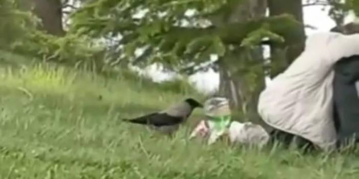 Karga'nın cips aşkı görenleri gülümsetti