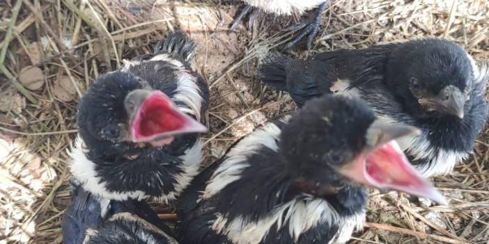 Van'da öksüz kalan, Saksağan yavruları emin ellerde