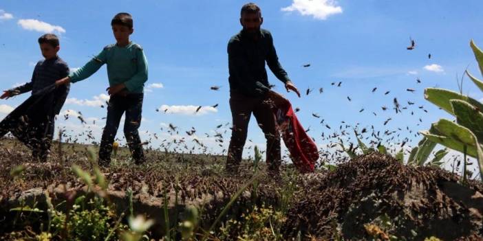Tekirdağ’da ayçiçeği tarlalarını tırtıldan sonra çekirge bastı!