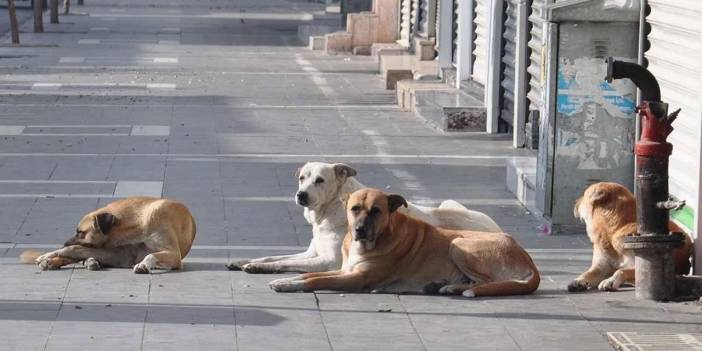 İstanbul valisinden ilçe kaymakamlıklarına ve belediyelere net talimat: Başıboş sokak köpeklerini toplayın