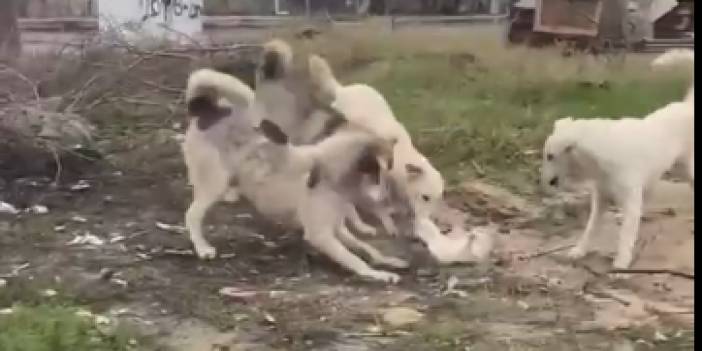Başıboş sokak köpekleri mahalle ortasında kediyi param parça ettiler, korkunç görüntüler kameraya yansıdı
