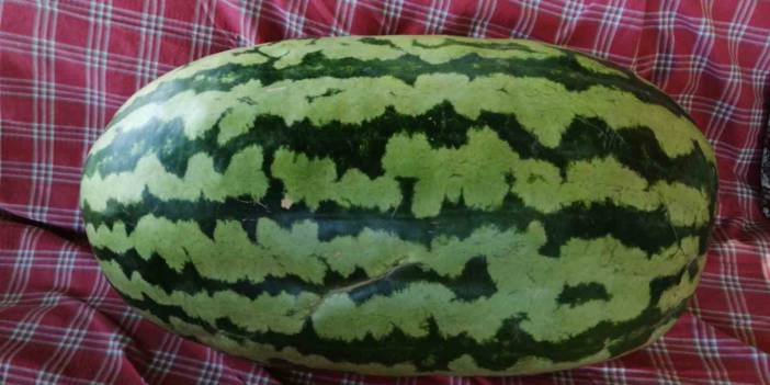 Sarıgöllü üreticinin bostanındaki karpuz görenleri şaşkına çevirdi!