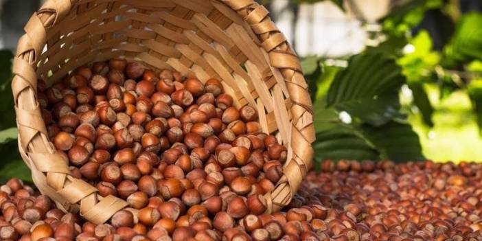 Başkan Erdoğan duyurdu! Fındık alım fiyatları belli oldu