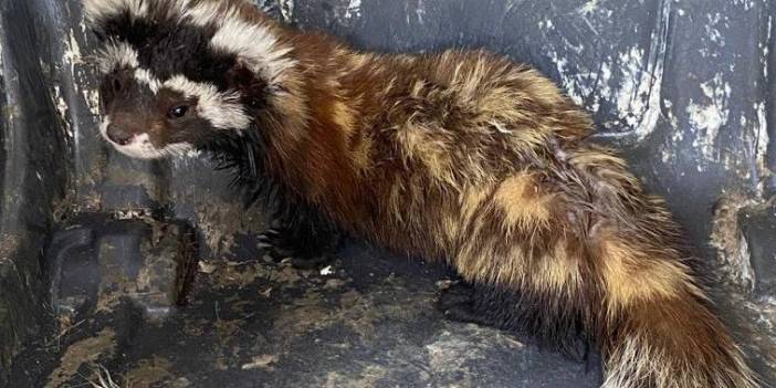 Doğal ortamından şehir merkezine inen alaca sansar markette panik yarattı!