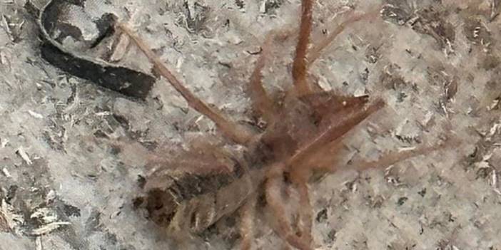 Konya’da etobur "Sarıkız" örümceği görenleri endişhelendirdi!