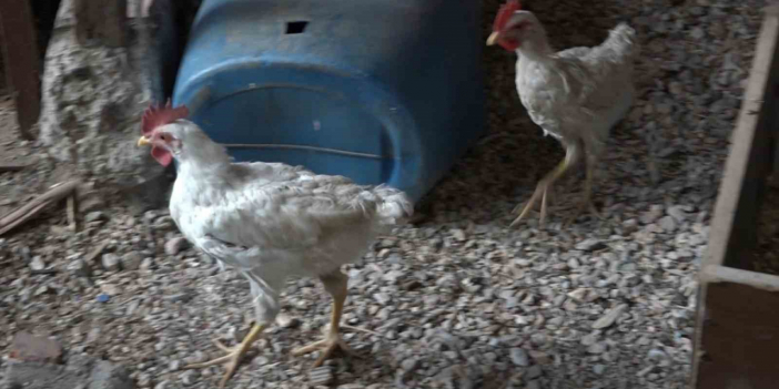 Alo acil 112 tavuğum yaralandı