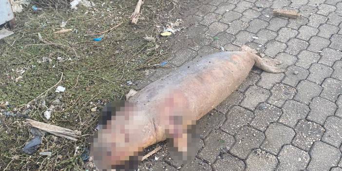 Fırtına fok balıklarını telef etti! İçleri sızlatan bu görüntü Akdenizden!