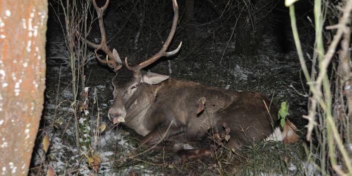 Bolu’da kaza eseri telef olan geyik tahnit olarak sergilenecek