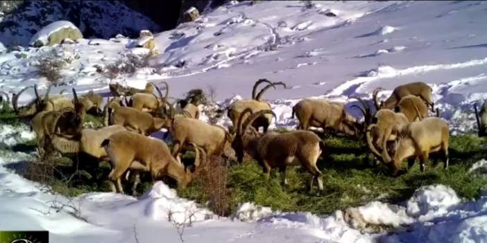 Kışın ağır yaşandığı bölgelerde yaban hayvanları unutulmadı!