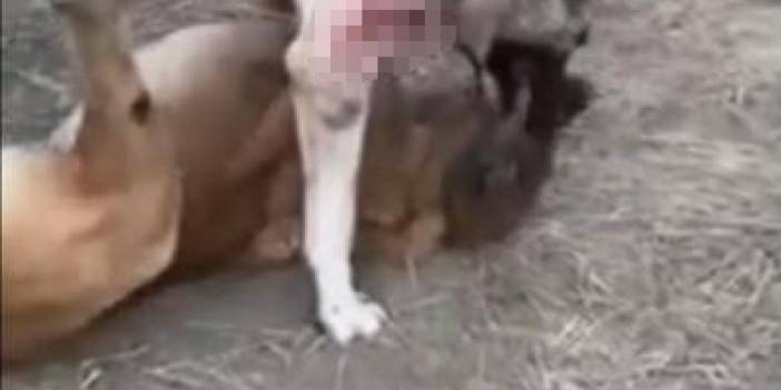 Çankırı’da insanlık dışı olay! Hayvanseverleri ayağa kaldıran işte o görüntüler!