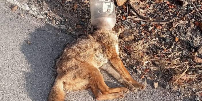 Kafasını soktuğu yerden çıkaramayan tilki telef oldu!