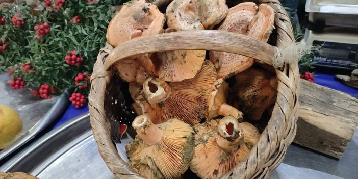 Acil Tıp Uzmanından uyarı! Bilinçsizce toplanan mantarlar organlarınızı yok edebilir!