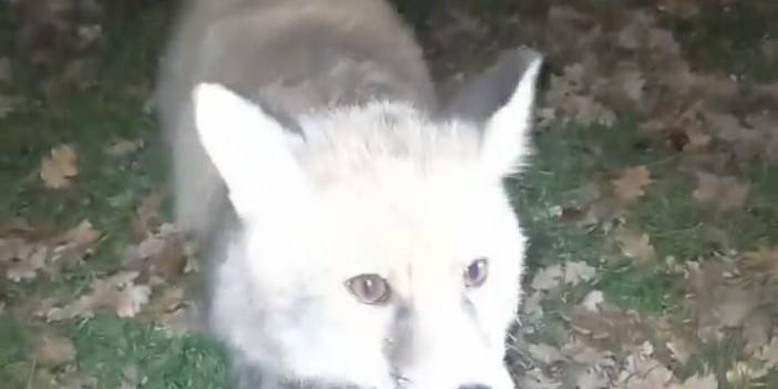 Ormanda rastladığı tilkiye "Gel oğlum" diyerek elindeki etle besledi!