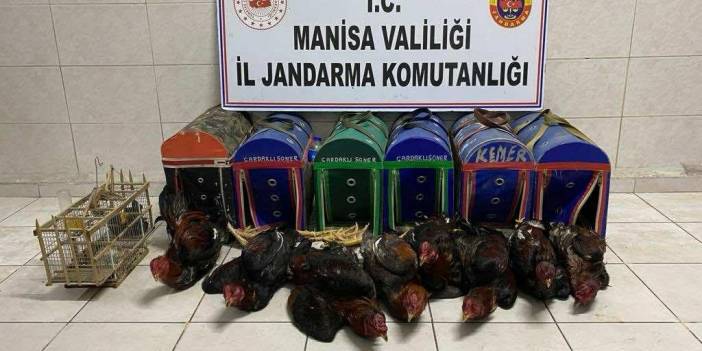 Horoz ringine çevirilen kırathaneye polis baskını!