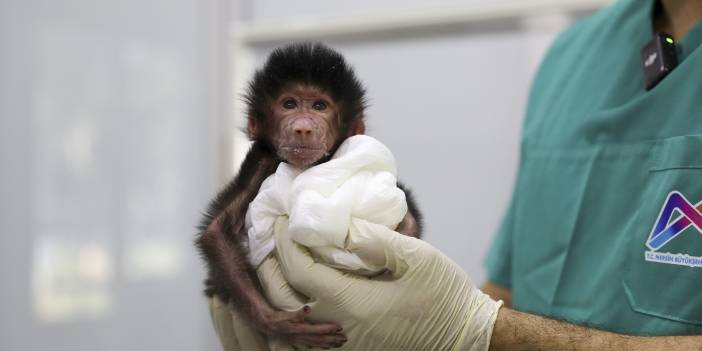 Annesinin reddettiği babun yavrusuna belediye sahip çıktı