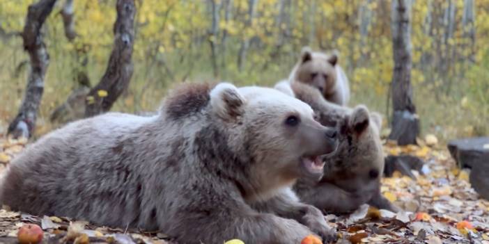 Ayıların doğası bozuldu! Kış uykusuna yatmayan ayılar, bilim insanlarını endişelendiriyor