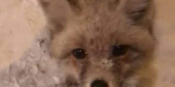 Yürekleri ısıtan görüntü! Karda yiyecek arayan tilkiyi elleriyle besledi