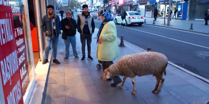 Kadriye adlı koyunun sevgisi Çorlu’da gündem oldu! Alışverişe bile beraber gidiyorlar!