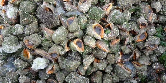 Deniz salyangozu ihracatta hamsiyi 2'ye katladı!