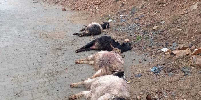 Sokak köpekleri bu kez keçilere saldırdı! Diyarbakır’da aç kalan köpekler, ahırdaki hayvanları telef etti!