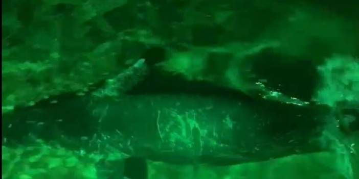 Sahildeki gece klubünün iskelesine, yiyecek aramaya gelen fok balığı, işte böyle görüntülendi!