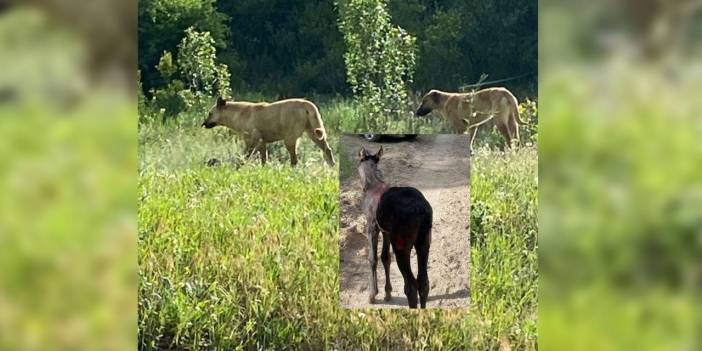 Çekilen bu vahşi görüntüler belgeselleri aratmadı! Başıboş köpekler bu sefer otlayan atlara saldırdı!