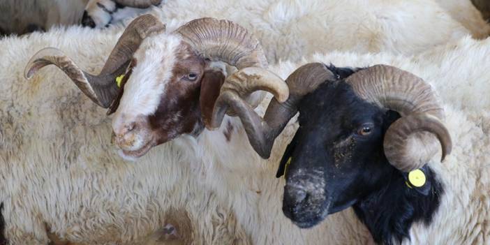 Son dakika! Kızılay 2024 yılı kurban bedel fiyatını açıkladı! 2024 Yurt içi ve yurt dışı kurban fiyatları