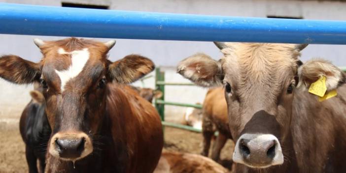İstanbul'da kurulan çadırlarla beraber, kurban hazırlıkları başladı